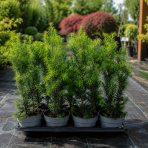 Tis prostredný (Taxus Media) ´HICKSII´, výška: 20-40 cm, kont. C3L